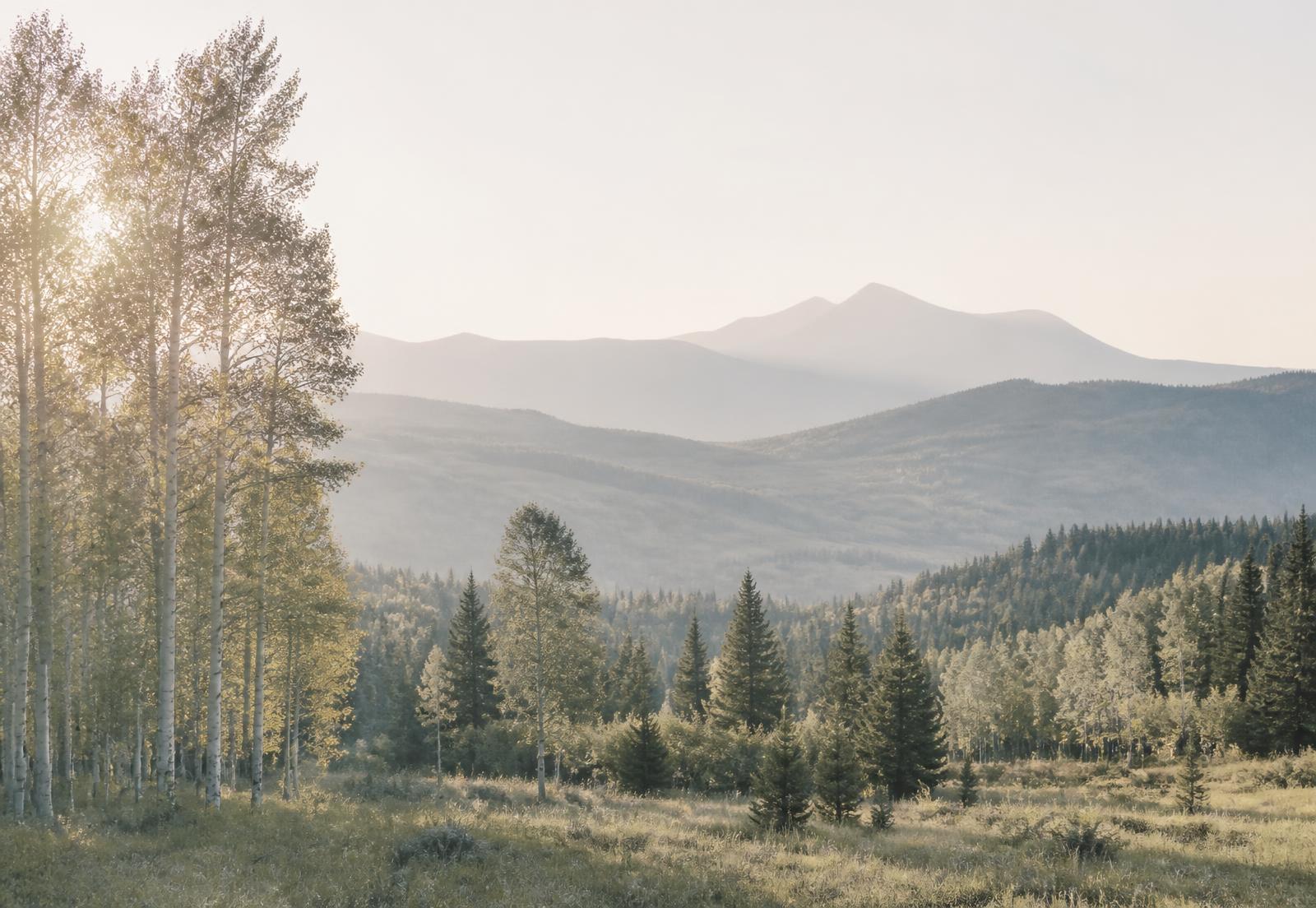Morning light over aspen trees and quiet Colorado foothills